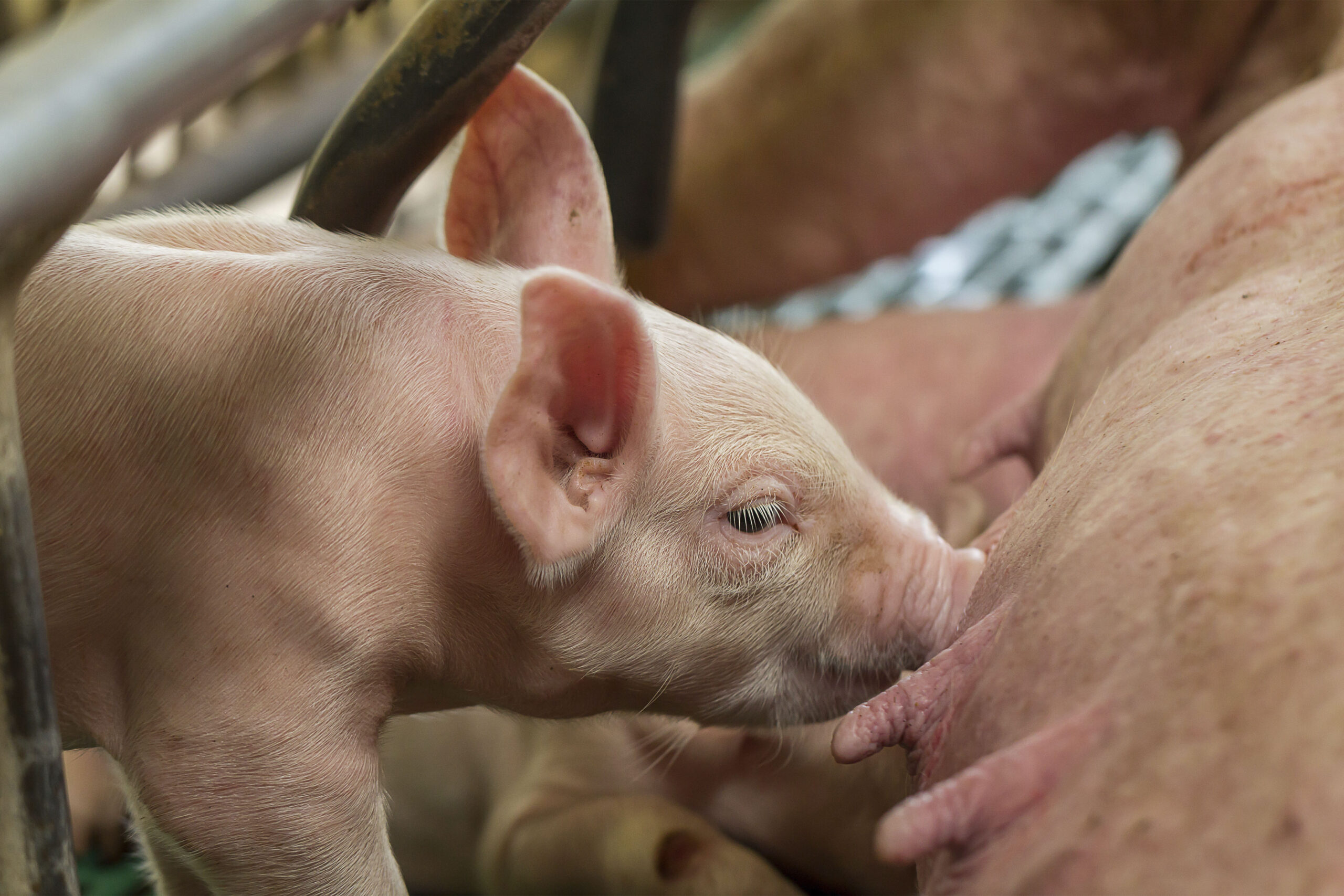 Somos la filial en México del grupo Alivira desde 2016, dedicada a la fabricación y distribución de medicamentos veterinarios y productos para la nutrición animal