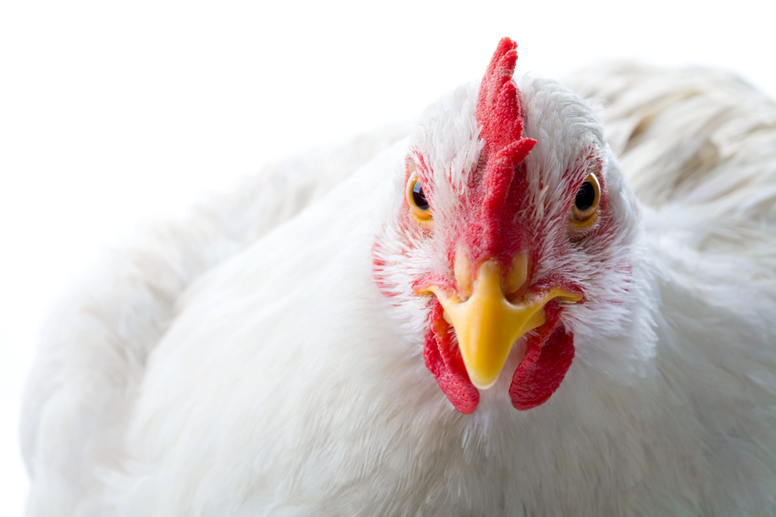 Con más de 40 años de experiencia en el sector veterinario y focalizado en salud y  bienestar animal